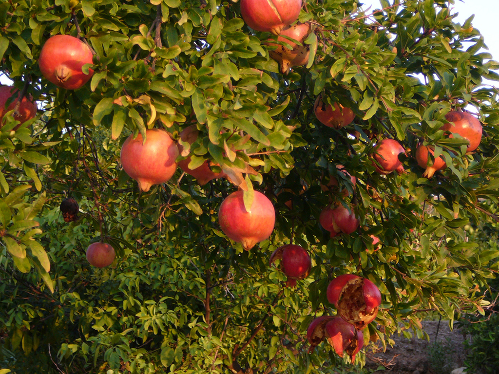 Pommegranate Tree | Pacific Nurseries