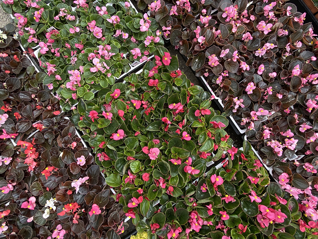 Begonia semperflorens Bedding Plants | Pacific Nurseries