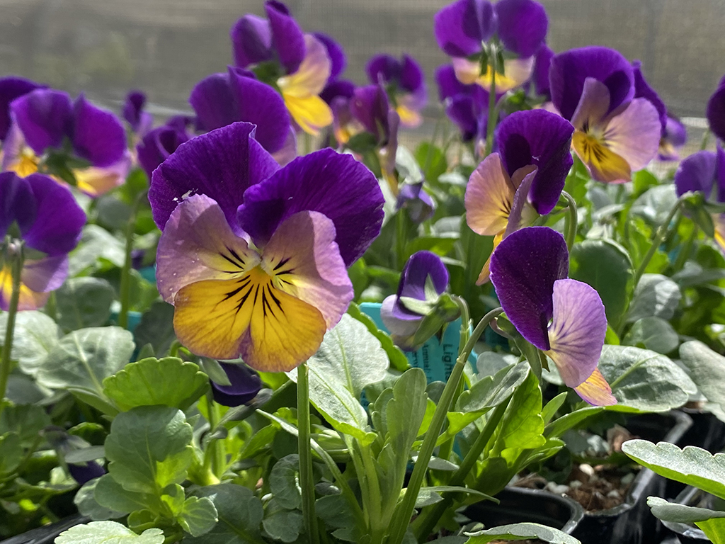 Viola tricolor hortensis Bedding Plants | Pacific Nurseries
