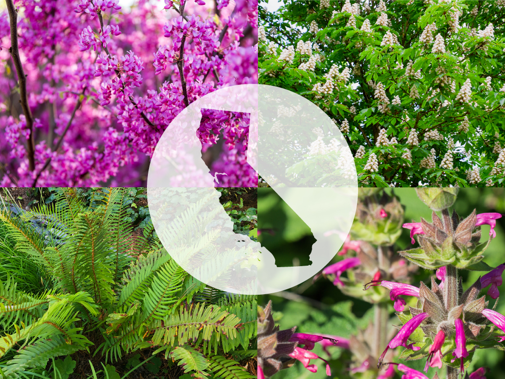 Bring CA native plants into your project | Pacific Nurseries