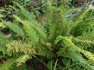 Ferns for cool Bay Area landscapes | Pacific Nurseries