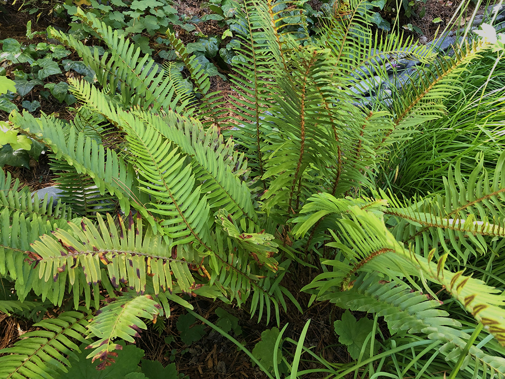 Ferns for cool Bay Area landscapes | Pacific Nurseries