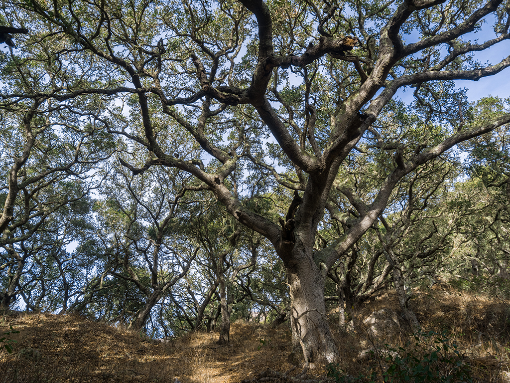 Quercus agrifolia | Pacific Nurseries