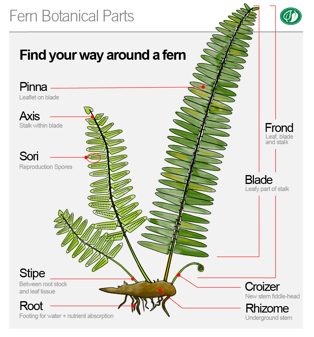 Botanical parts of a fern | Pacific Nurseries