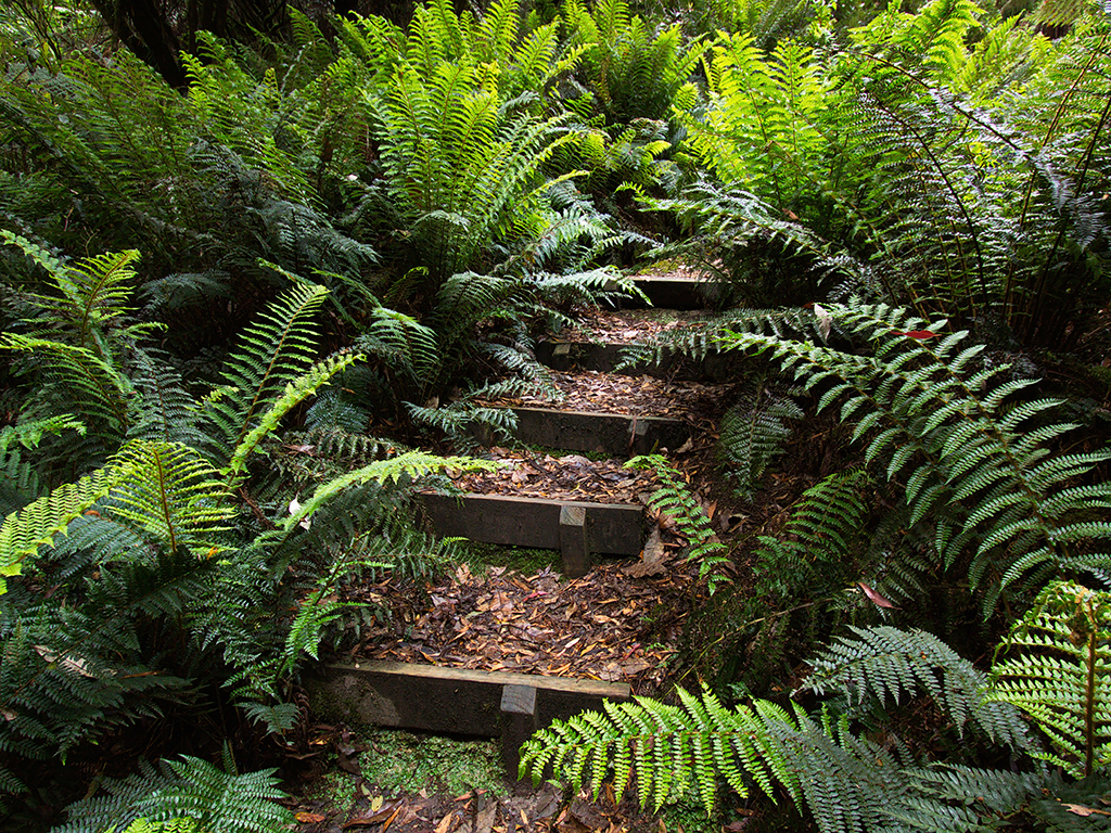 Ferns for cool Bay Area landscapes | Pacific Nurseries