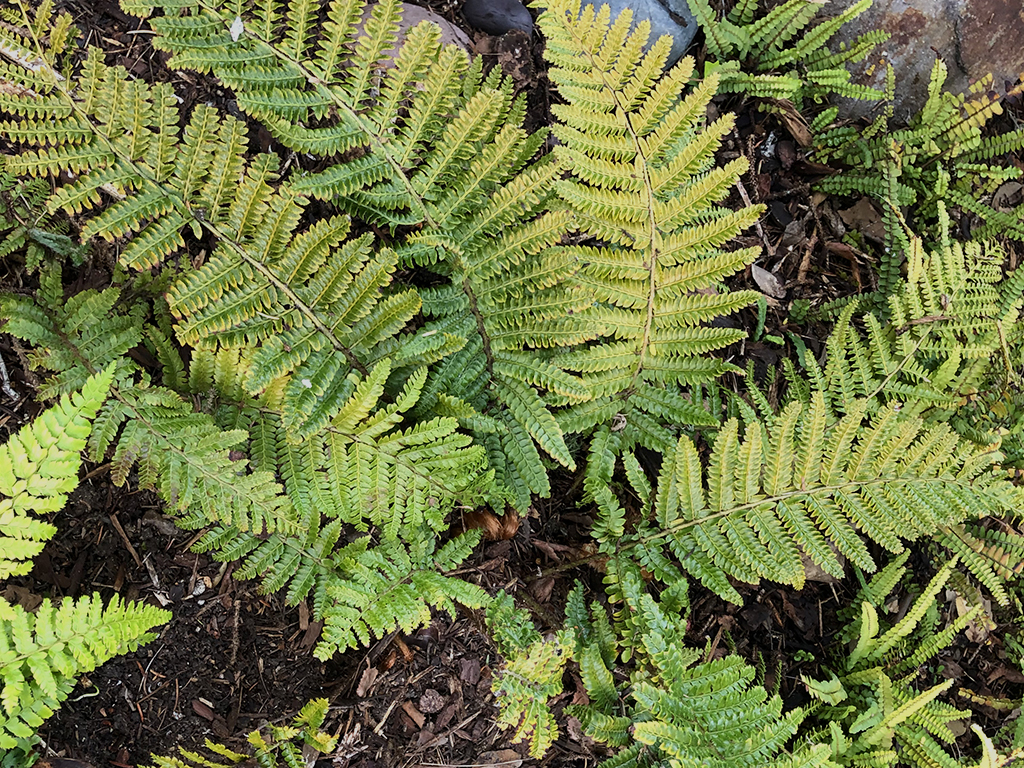 Ferns for cool Bay Area landscapes | Pacific Nurseries