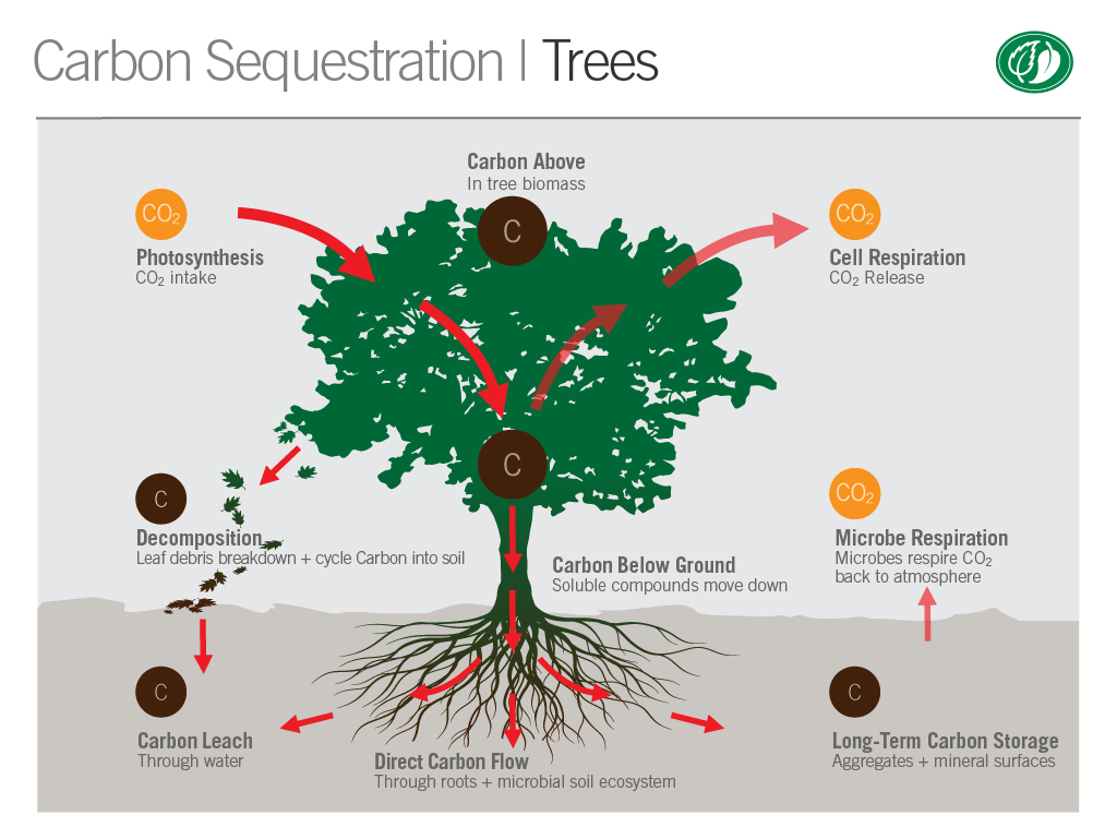 Carbon sequestration biological process | Pacific Nurseries