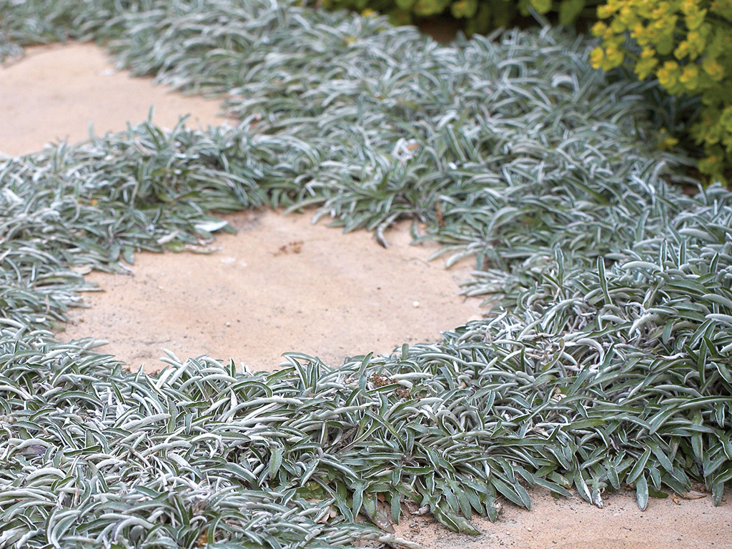Dymondia margaretae | Pacific Nurseries