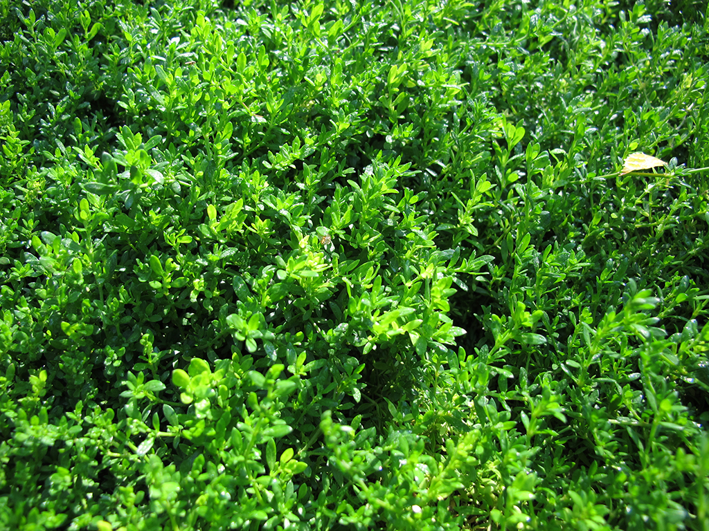 Herniaria glabra | Pacific Nurseries