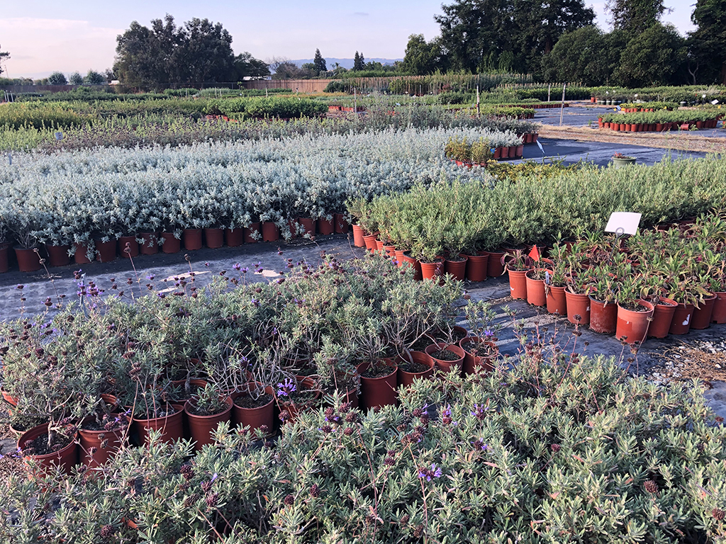 Available plant stock ready for sale + delivery | Pacific Nurseries