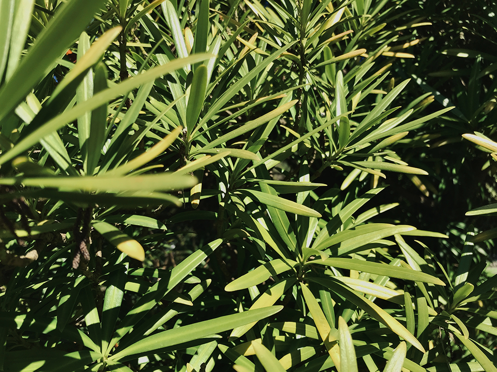 Podocarpus macrophyllus | Pacific Nurseries