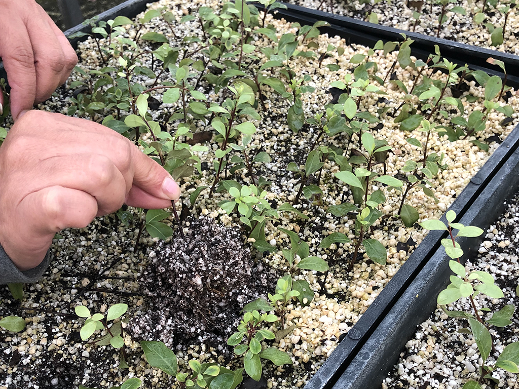 Testing rooting of cuttings | Pacific Nurseries
