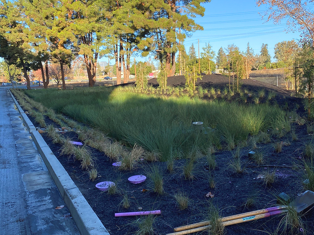 Nvidia Campus | Pacific Nurseries Contract Grow