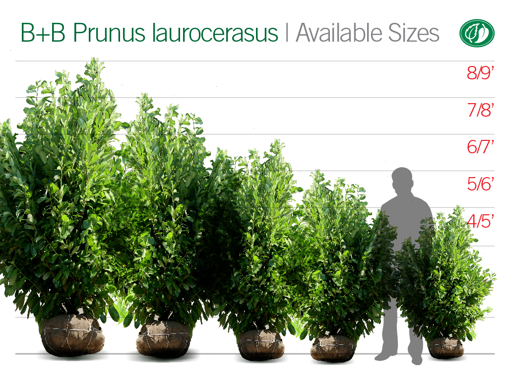 Large-scale B+B Prunus laurocerasus | Pacific Nurseries