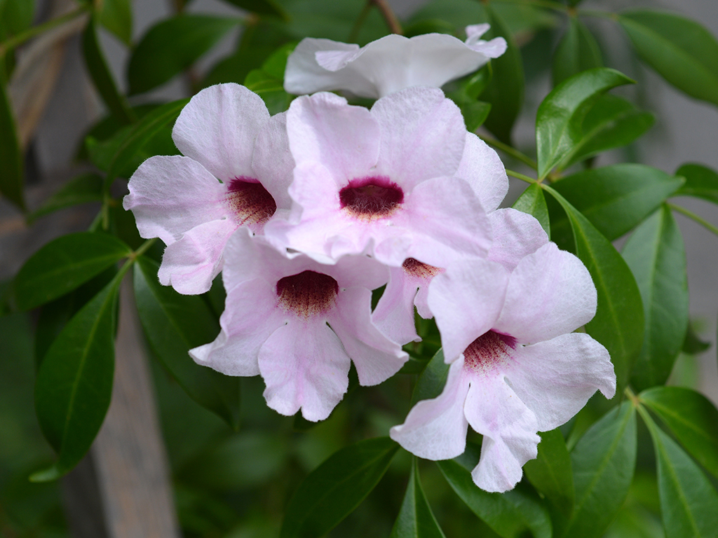 Pandorea jasminoides 'Rosea' | Pacific Nurseries