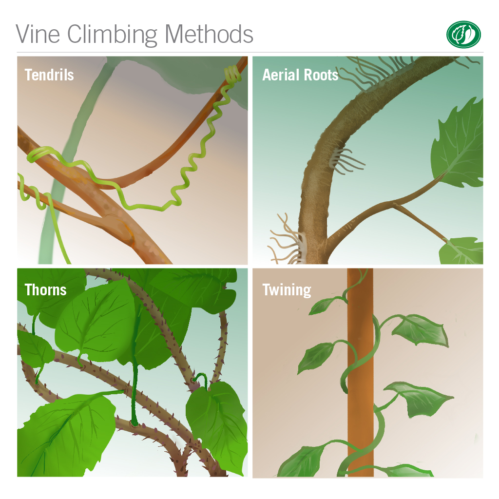 How vines rise in Bay Area landscapes | Pacific Nurseries
