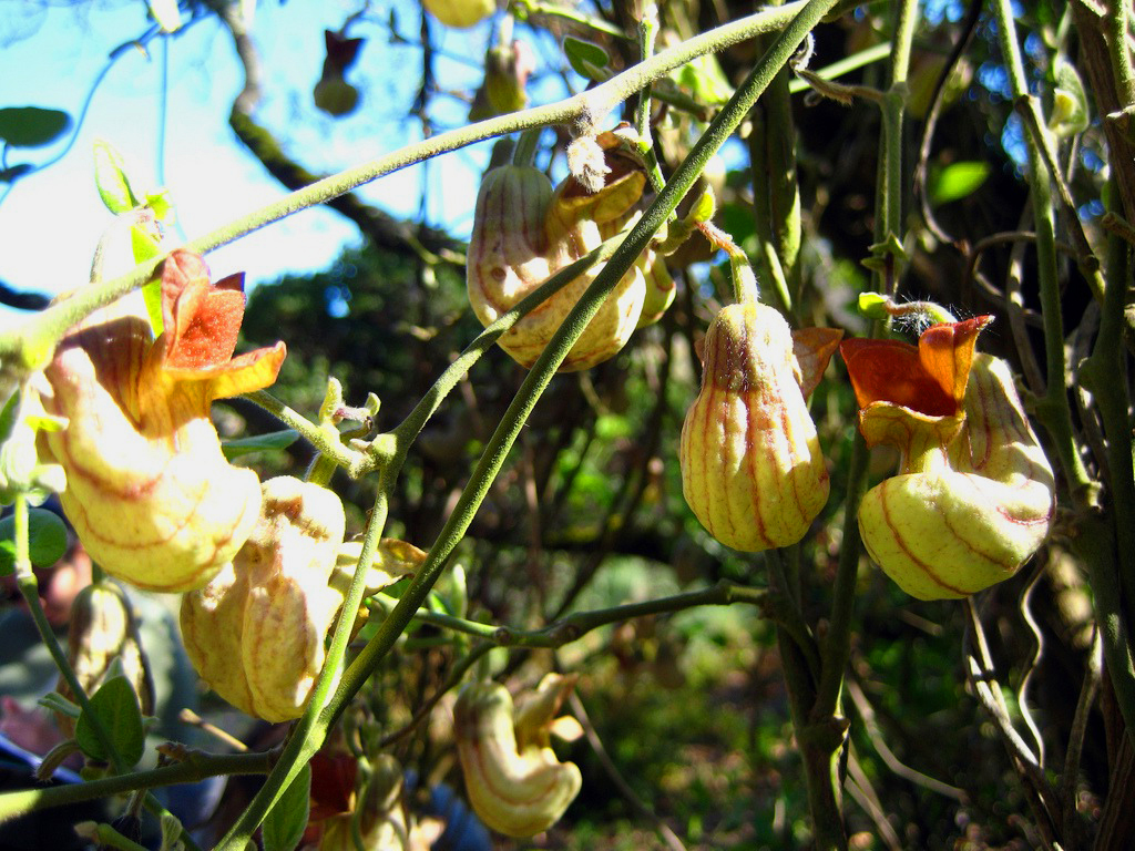 Aristolochia californica | Pacific Nurseries