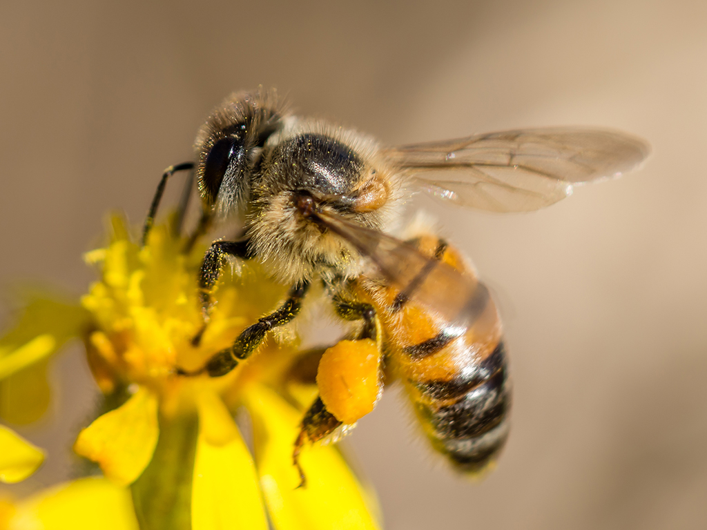 Honey bee | Pacific Nurseries