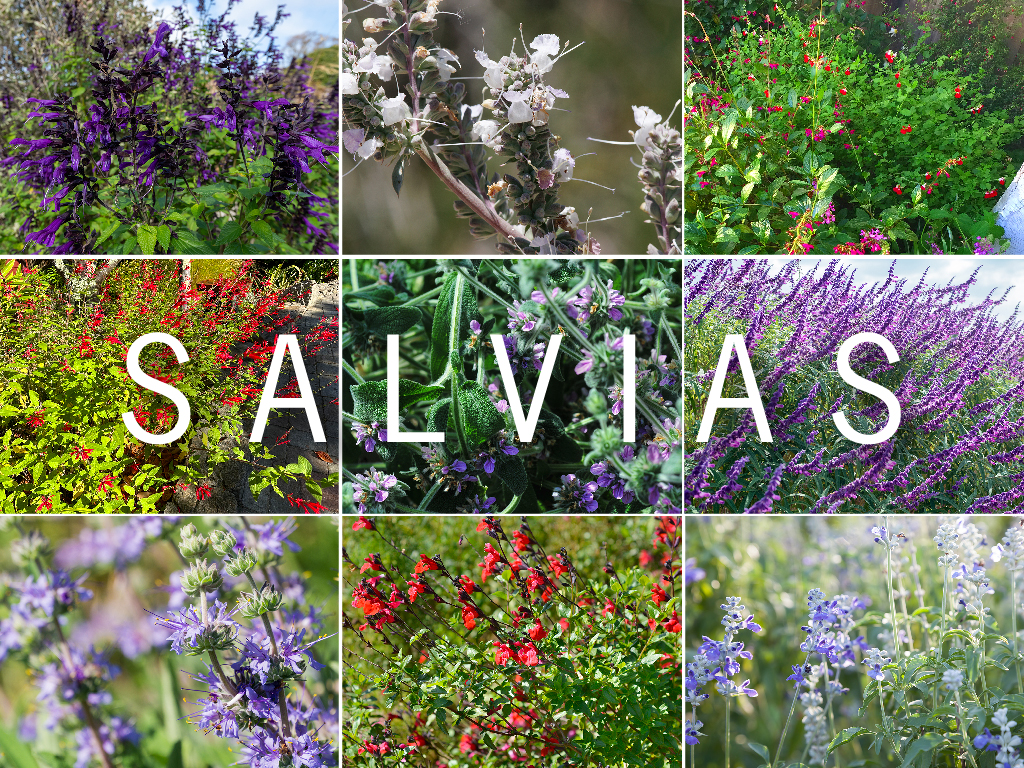 So many Salvias | Pacific Nurseries