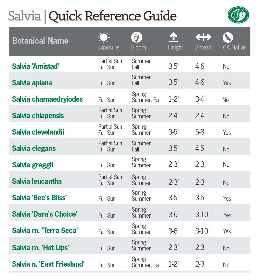 Salvia Quick Reference Guide | Pacific Nurseries