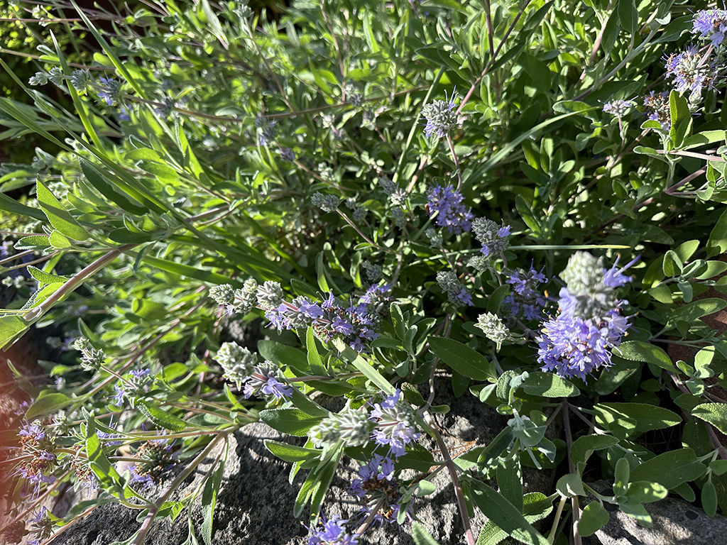 Salvia leucophylla ‘Bee’s Bliss’ | Pacific Nurseries