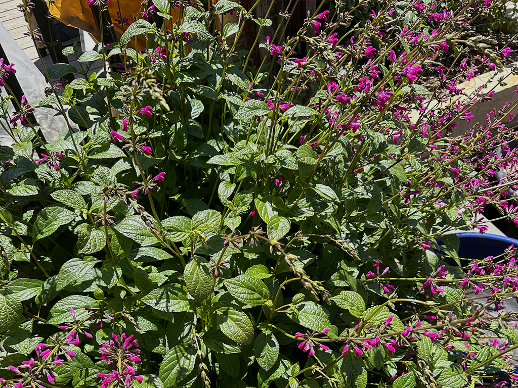 Salvia chiapensis | Pacific Nurseries