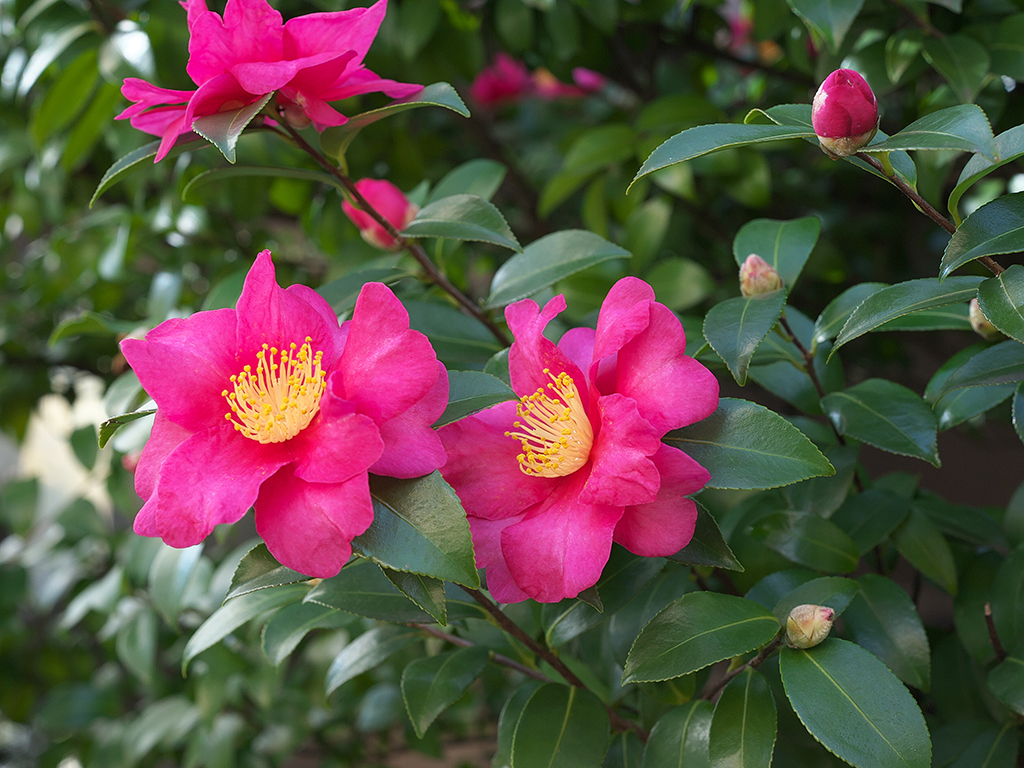 Camellia sasanqua | Pacific Nurseries