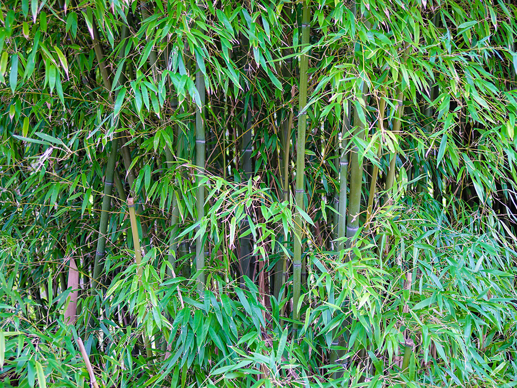 Bambusa oldhamii | Pacific Nurseries
