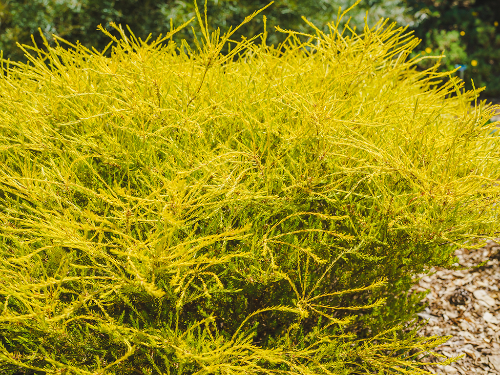 Coleonema pulchellum 'Sunset Gold' | Pacific Nurseries