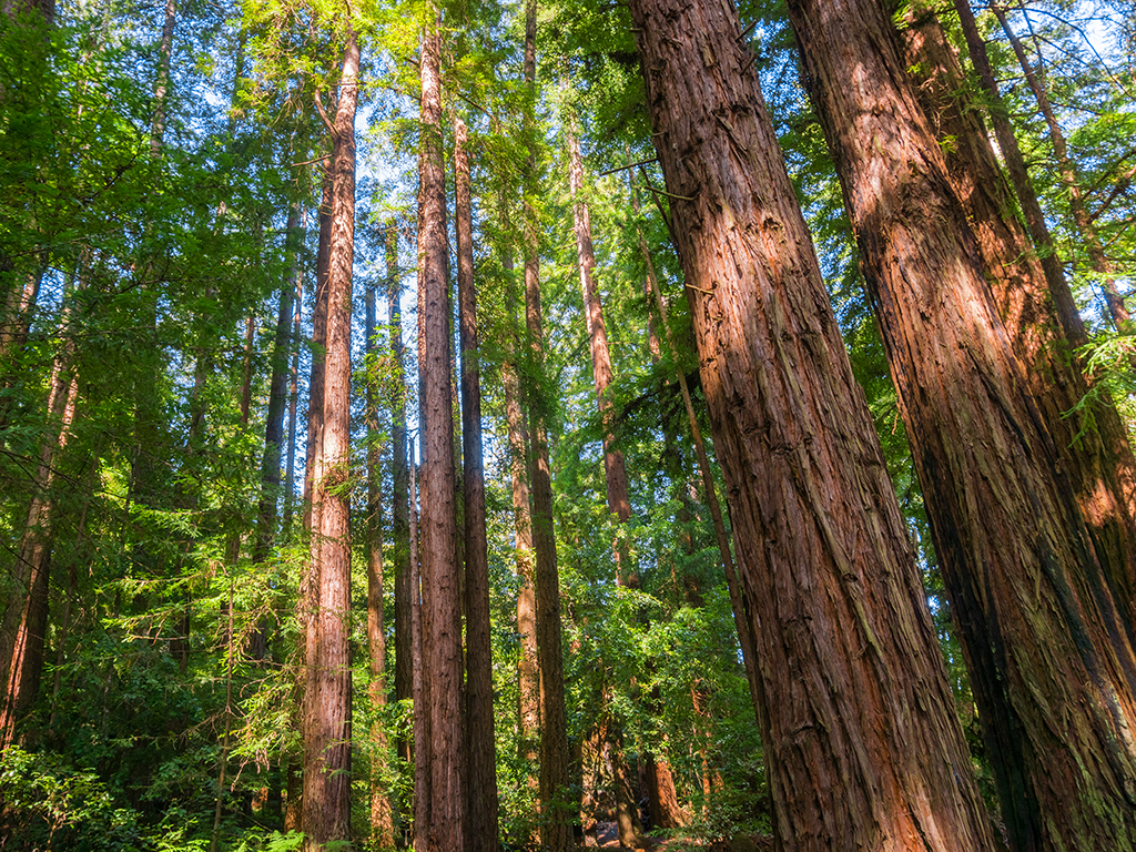 Sequoia sempervirens 'Aptos Blue' | Pacific Nurseries