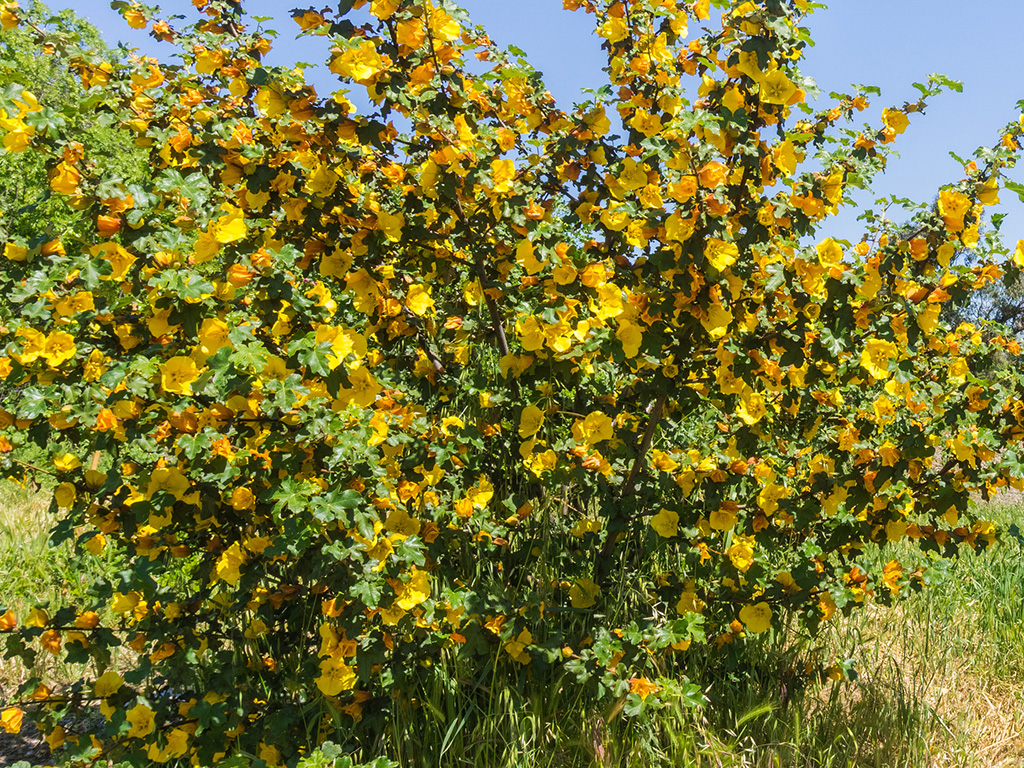 Fremontodendron californicum | Pacific Nurseries