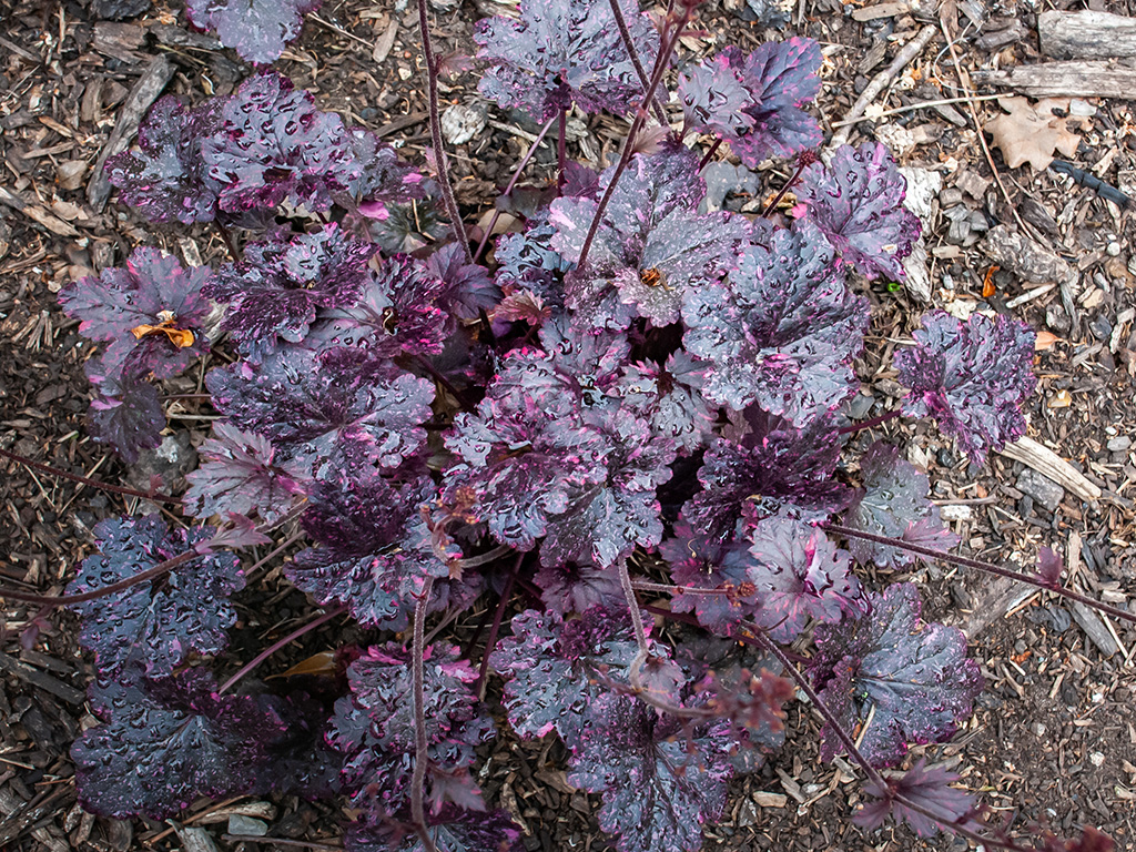 Heuchera micrantha var. diversifolia 'Palace Purple' | Pacific Nurseries