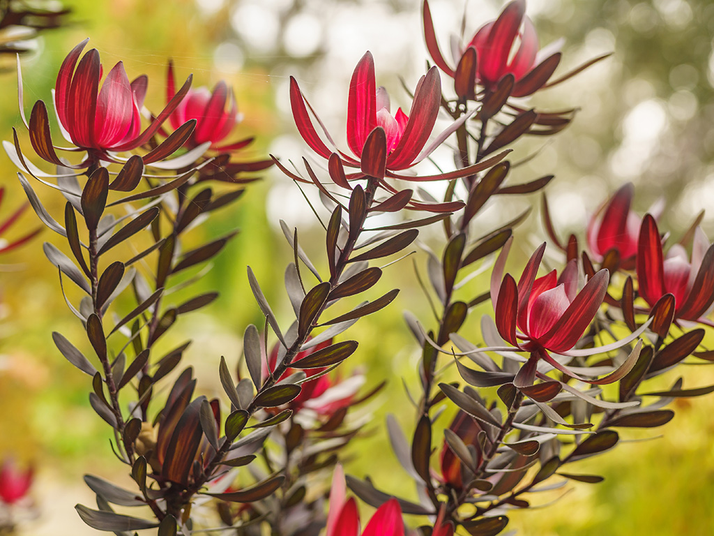 Leucadendron 'Ebony' | Pacific Nurseries
