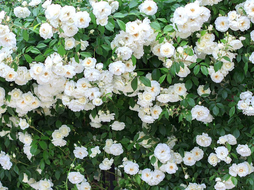 Rosa banksiae ‘Alba Plena’ | Pacific Nurseries