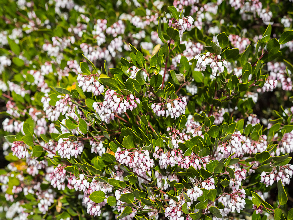 Arctostaphylos manzanita 'Dr. Hurd' | Pacific Nurseries