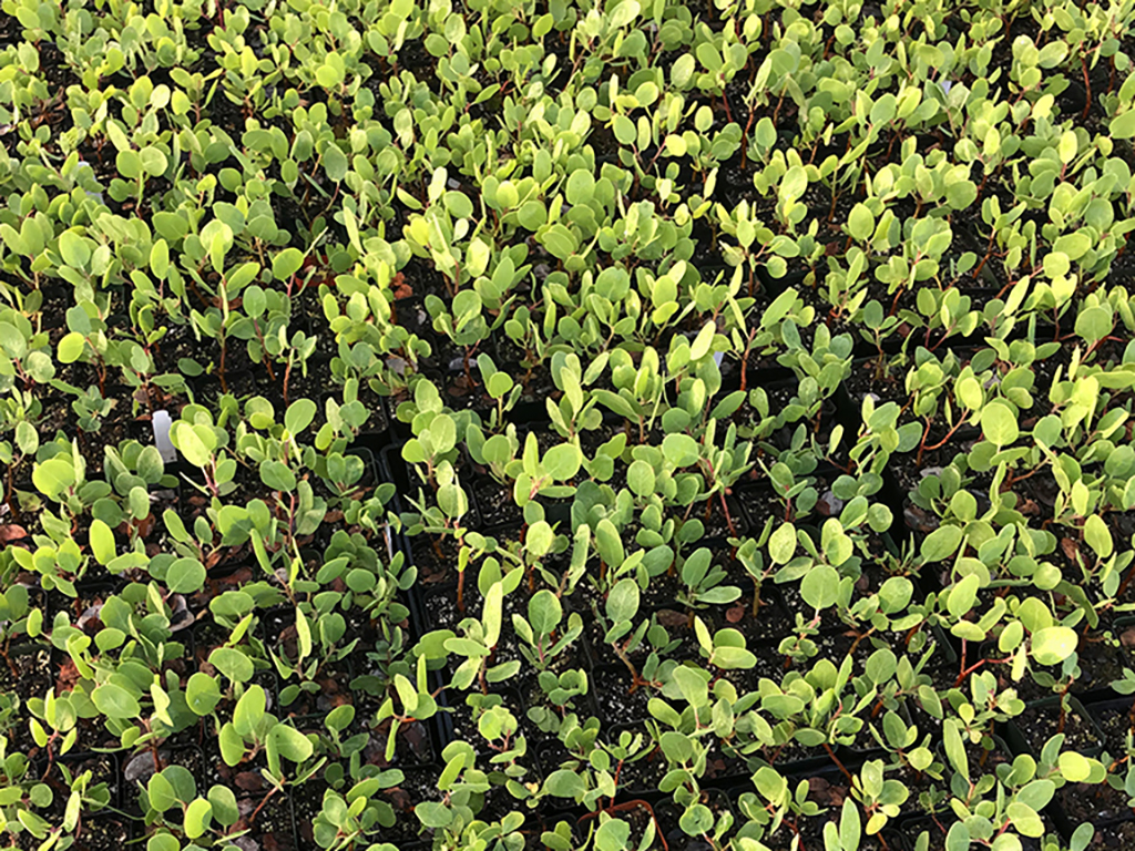At our Gabilan Growing Grounds, we grow Arctostaphlos from the ground up