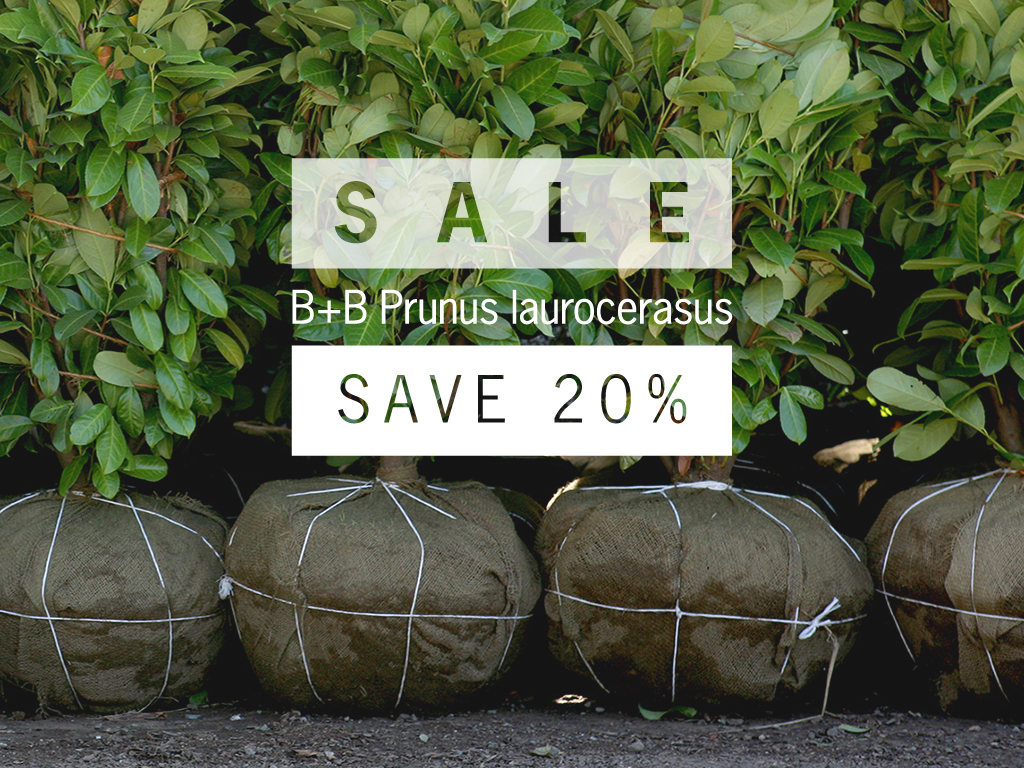 Big savings on B+B Prunus laurocerasus | Pacific Nurseries
