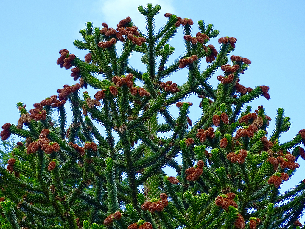 Araucaria araucana | Pacific Nurseries