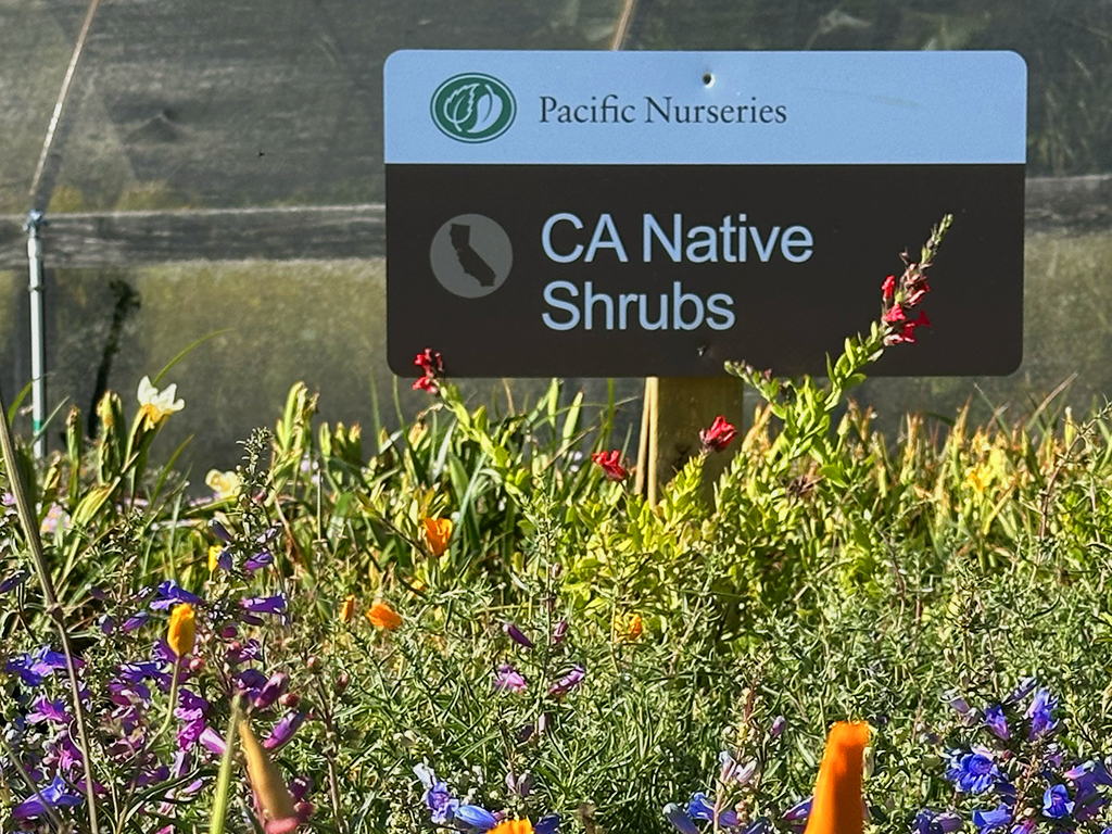 All the CA native plants that you’re looking for | Pacific Nurseries