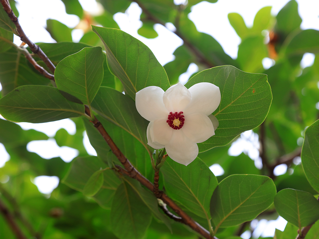 Magnolia sieboldii | Pacific Nurseries