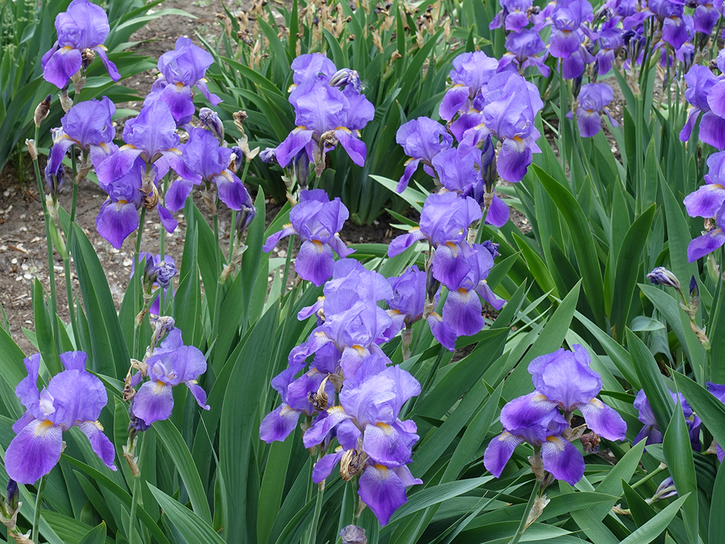 Iris germanica | Pacific Nurseries