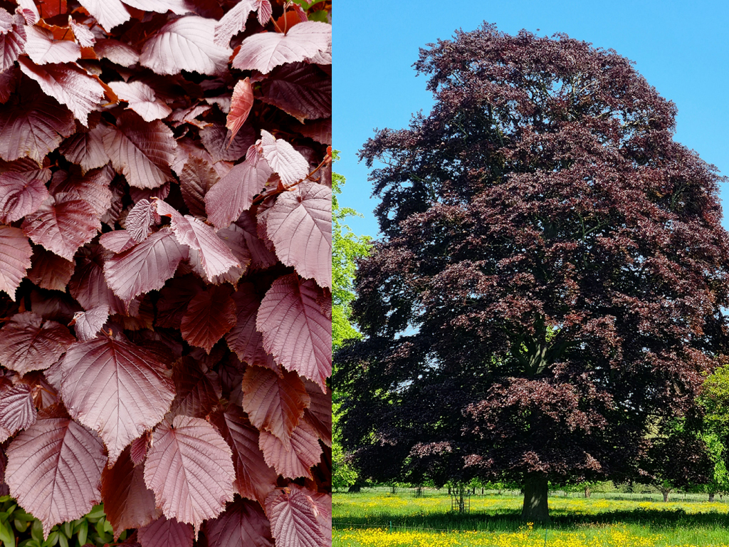 Fagus sylvatica ‘Riversii’ | Pacific Nurseries