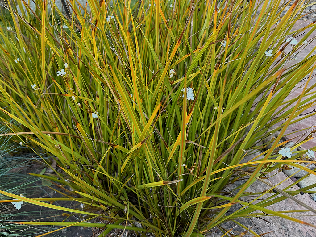 Libertia peregrinans | Pacific Nurseries