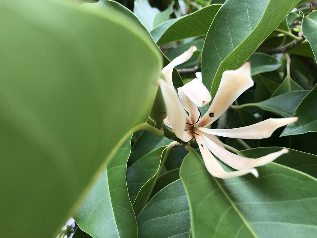 Magnolia x alba | Pacific Nurseries