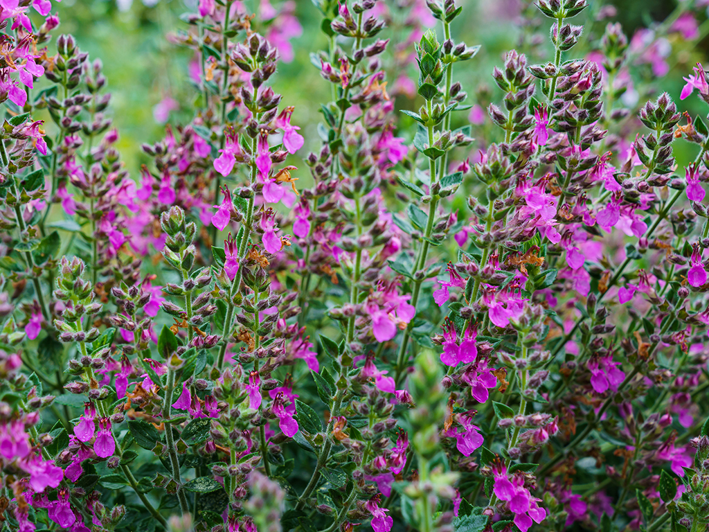 Teucrium chamaedrys | Pacific Nurseries