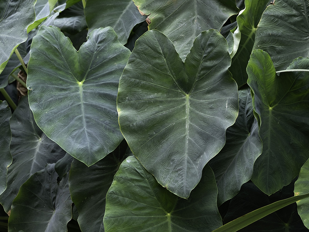 Colocasia esculenta | Pacific Nurseries