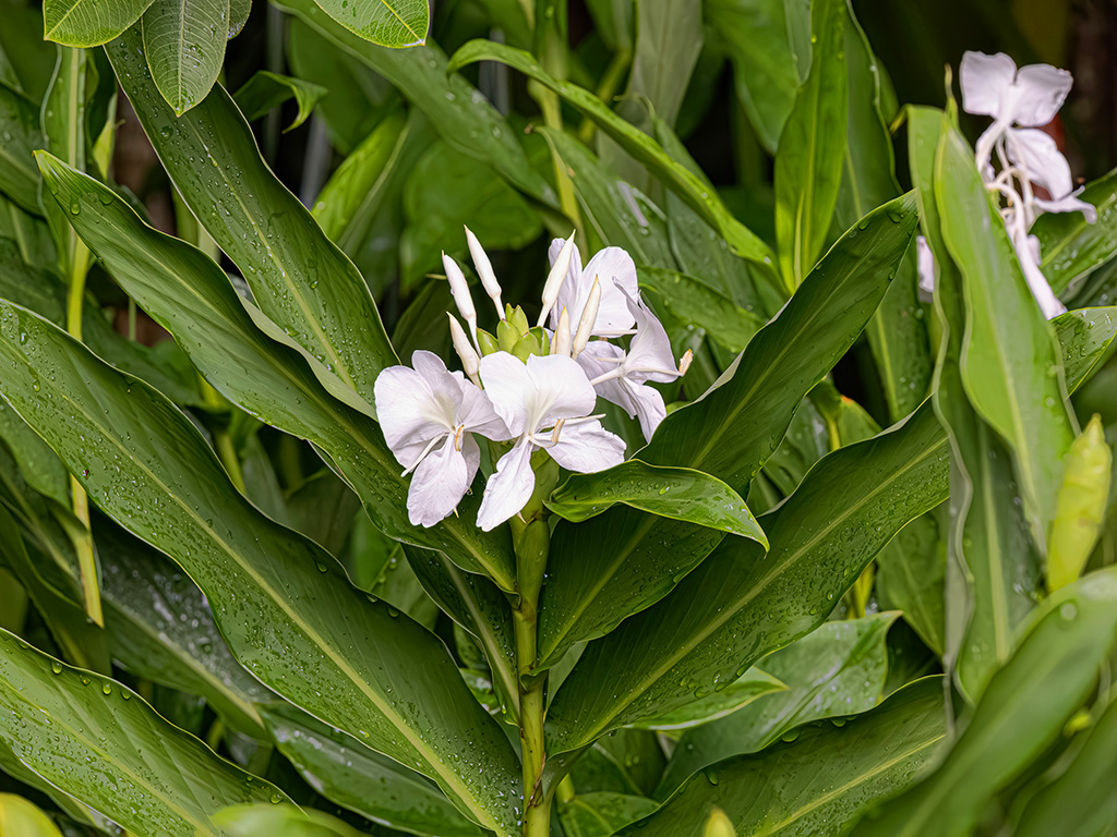 Hedychium coronarium | Pacific Nurseries