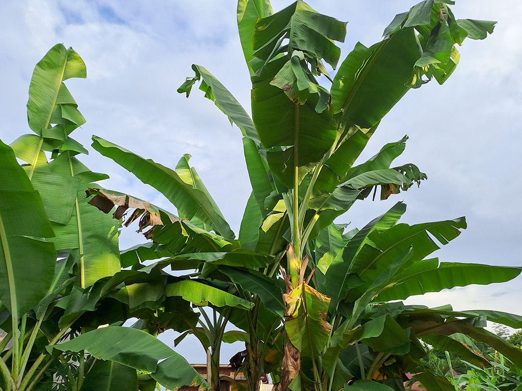 Musa acuminata | Pacific Nurseries