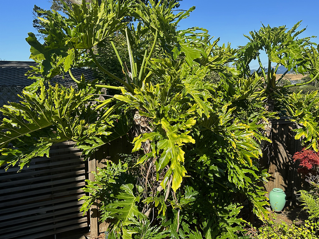 Philodendron selloum | Pacific Nurseries