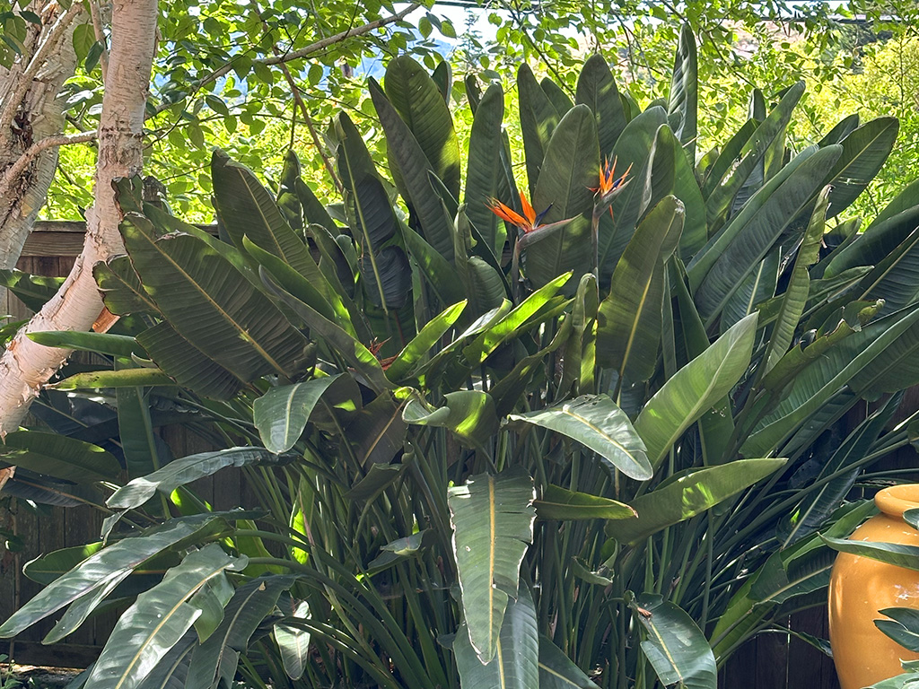 Strelitzia reginae | Pacific Nurseries